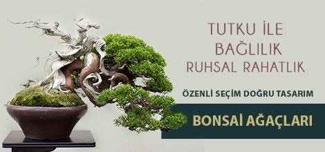 Yıldız Çiçekçilik